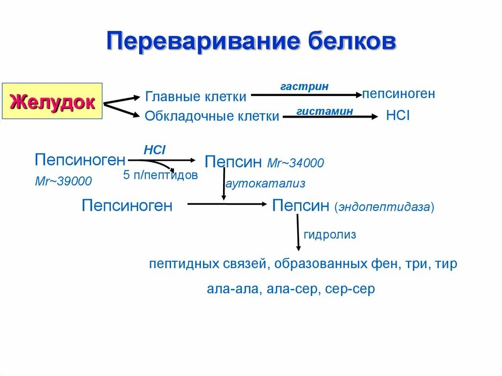 Где расщепление белков. Схема переваривания и всасывания белков. Схема переваривания белков в ЖКТ. Схема активации пепсиногена. Переваривание белков в желудочно-кишечном тракте схема.