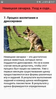 Сколько нужно гулять овчарки