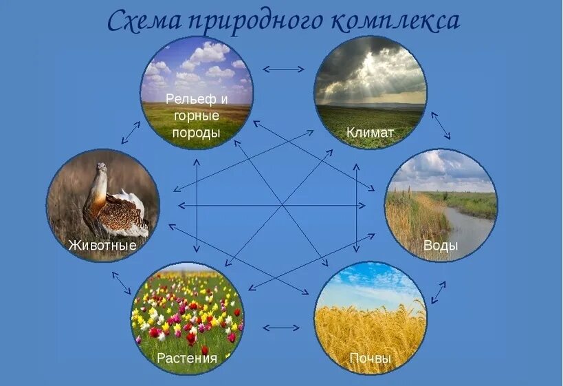 Растения и животные география 6 класс. Таблица природные зоны и население северной америки география 7 класс. Растения и животные география 6 класс. Природные компоненты природного комплекса. Презентация по географии животный мир.