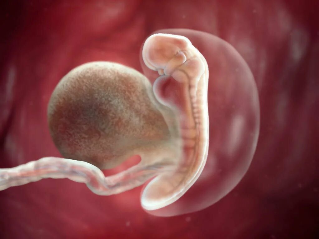 Эмбрион на 5 неделе беременности. 5 Акушерских недель беременности фото плода. Плод на 5 неделе беременности.