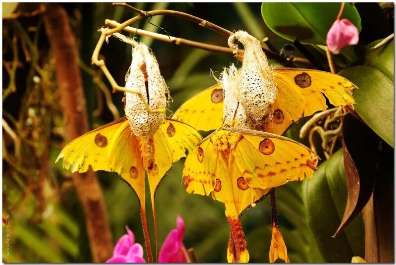 планета бабочек