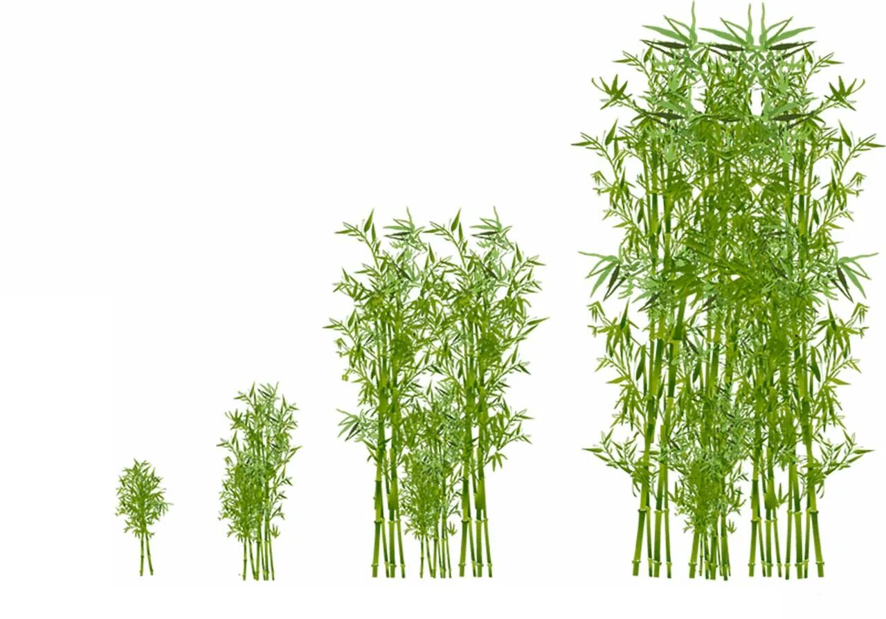 Самая быстрорастущее растения бамбук. Рост бамбука. Этапы роста бамбука. Высота бамбука. Рост бамбука за сутки