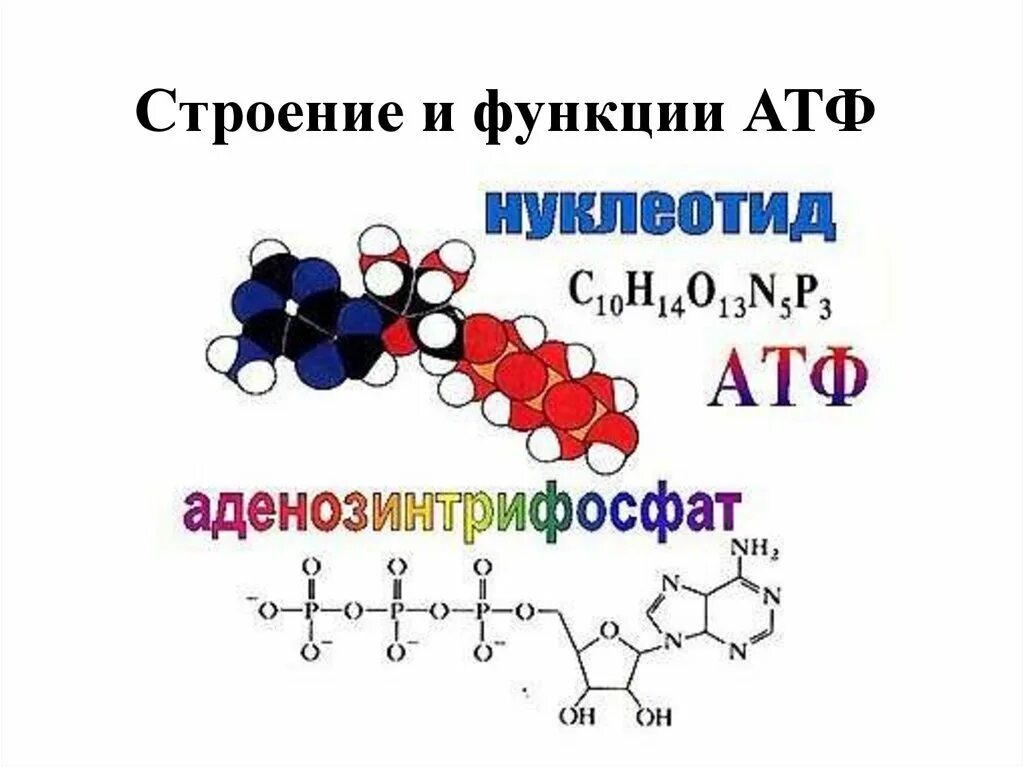 Химическая формула молекулы АТФ. Структура АТФ биохимия. Хим строение АТФ. Химическая структура АТФ.