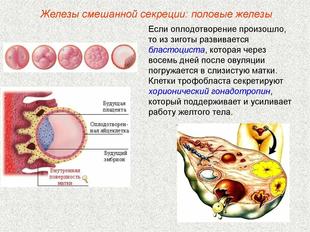 В каком яичнике происходит оплодотворение. Оплодотворение. Клетки трофобласта. Оплодотворение бластоциста. Зигота бластоциста.