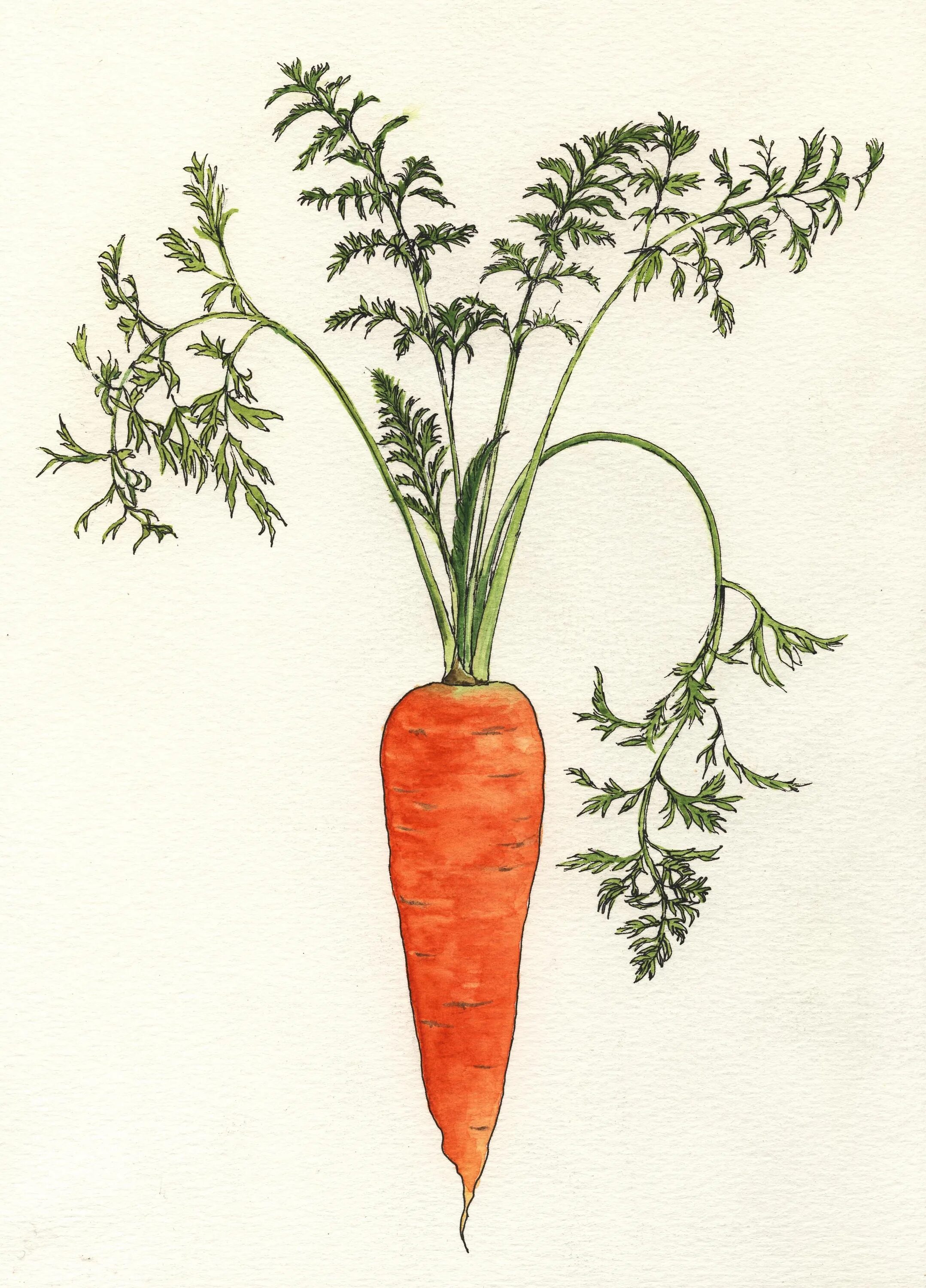 Морковь с ботвой. Морковь посевная Dáucus satívus (Hoffm.) Roehl.. Корнеплод моркови. Морковь посевная двулетнее овощное растение. Культурные растения нарисовать