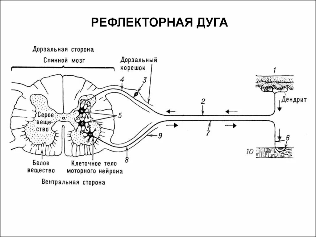 Строение рефлекторной дуги спинного мозга схема. Строение рефлекторной дуги. Компоненты рефлекторной дуги соматического рефлекса. Рефлекторная дуга путь анатомия.