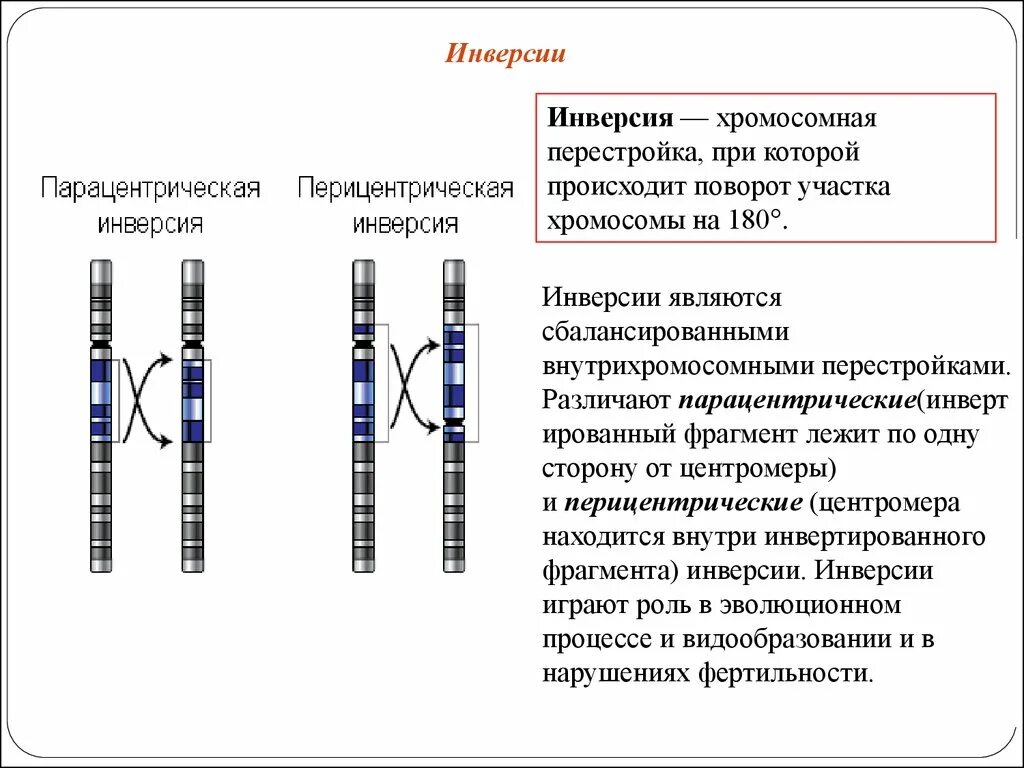 Парацентрическая инверсия хромосомы. Хромосомная инверсия. Инверсия участка хромосомы. Инверсия это в генетике. Поворот хромосом на 180 градусов