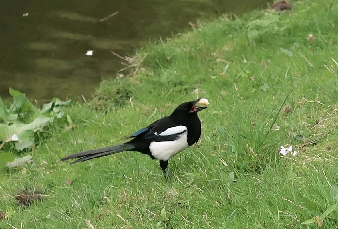 Пища сороки. Сорока интересные факты про птицу. Сорока зимой. Пища сороки. Сорока птица.
