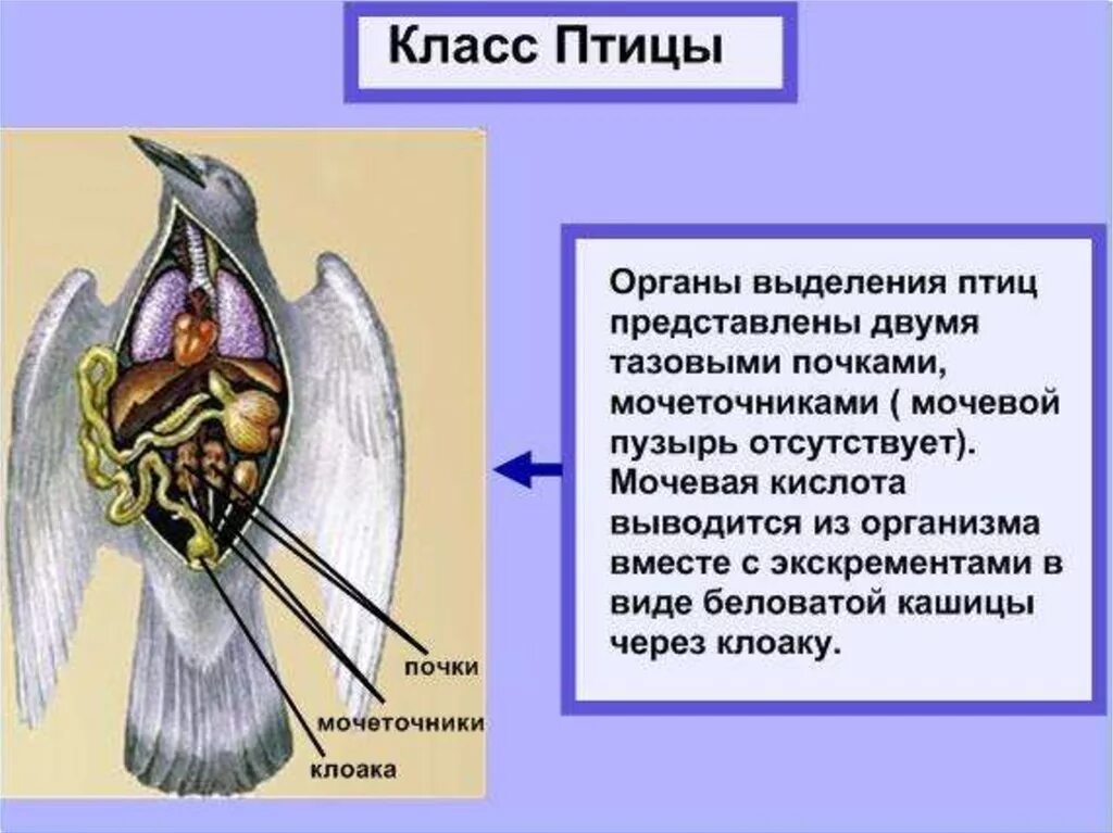 Почка какая система у птиц. Животные органы выделения. выделительная система животных таблица. выделительная система птиц. выделения животных биология.