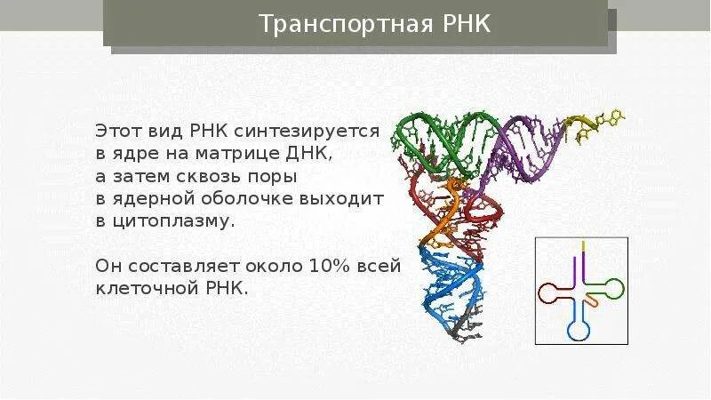Транспортная РНК. Строение транспортной РНК. ТРНК. Строение ТРНК.