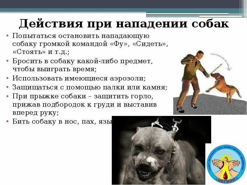 Алгоритм нападение. Действия при нападении. Памятка при нападении собаки. Алгоритм действий при нападении собак. Правила поведения при нападении собаки.