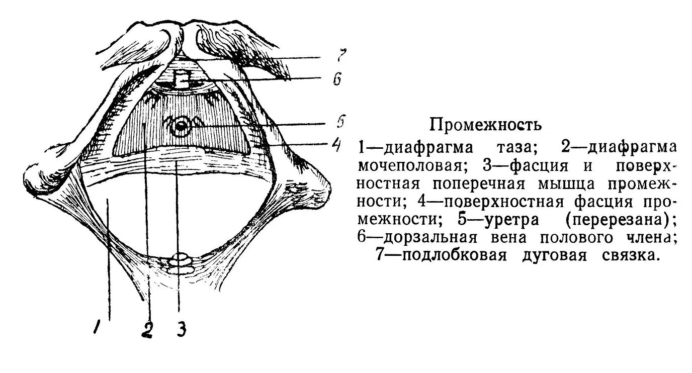 Фасции мочеполовой диафрагмы. Диафрагмы таза и промежности. Мочеполовая диафрагма таза. Поверхностные мышцы мочеполовой диафрагмы.