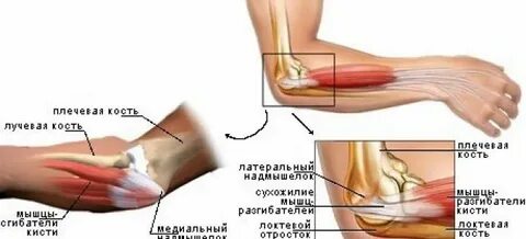Внутренний локоть