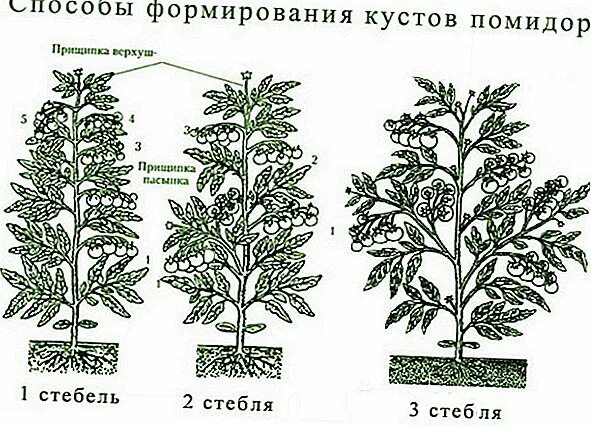 Томат в два стебля. Схема формирования помидор в два стебля. томаты как формировать куст. схема формирования томатов в три стебля. формирование стебля томата.