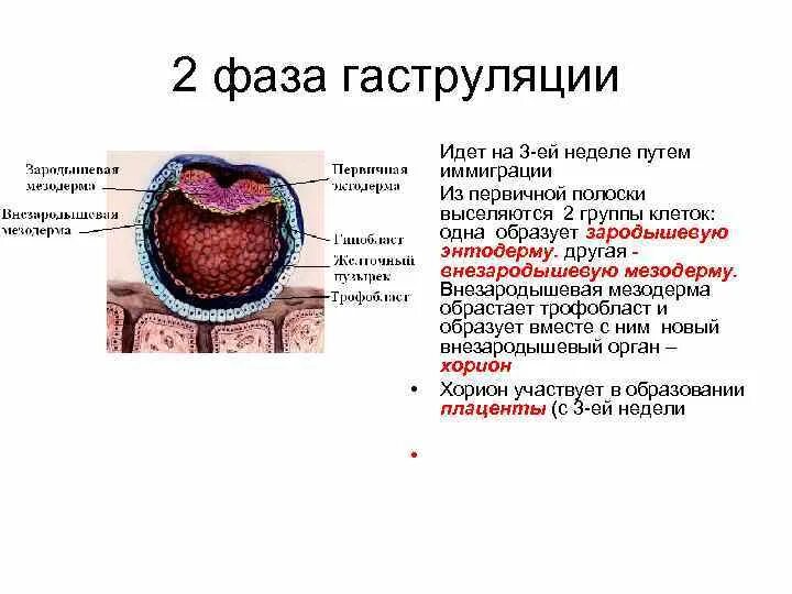 Эпителий развивающийся из мезодермы