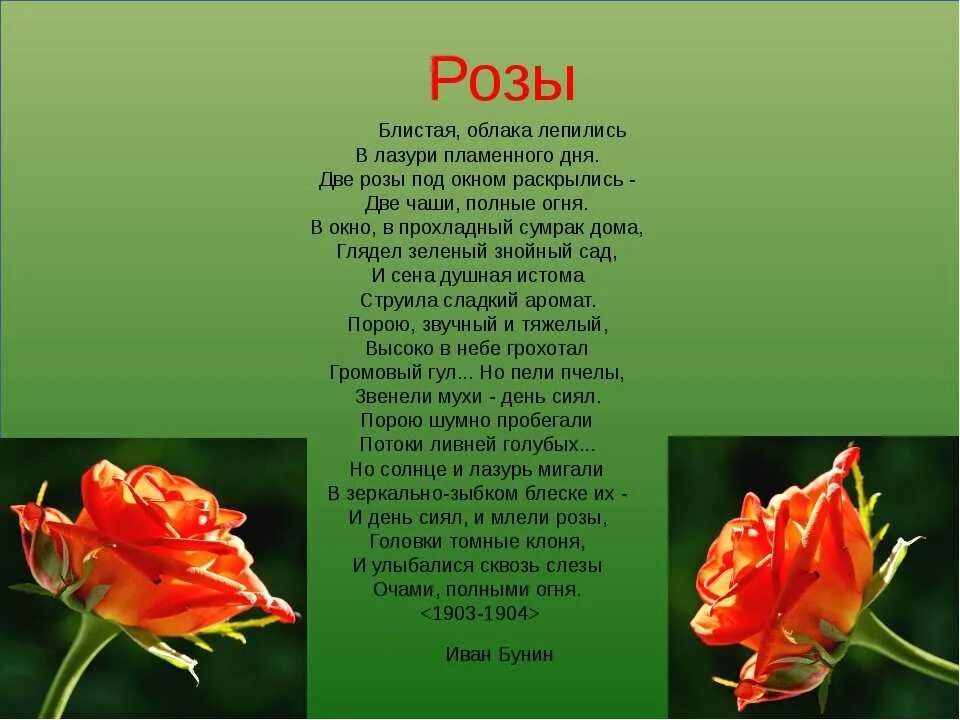 Стихотворение про розу. Красивые стихи о цветах розах. Стихотворение Бунина розы.