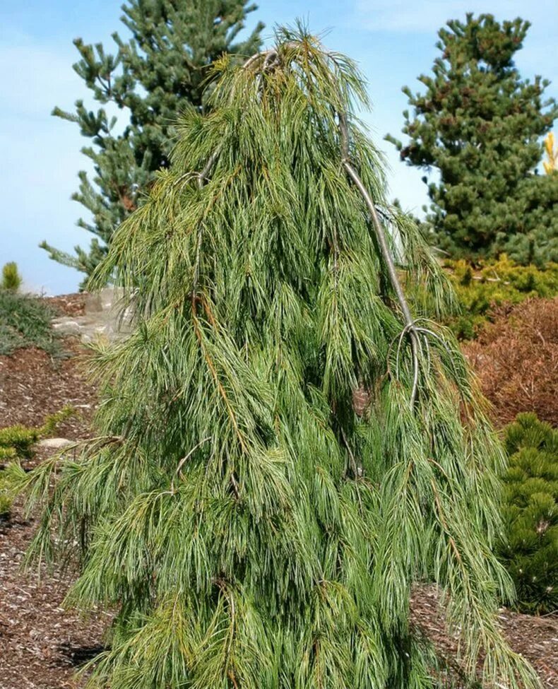 Pinus strobus. Сосна веймутова пендула. сосна веймутова pinus strobus. сосна веймутова pendula. сосна веймутова &quot;pendula&quot; (пендула).