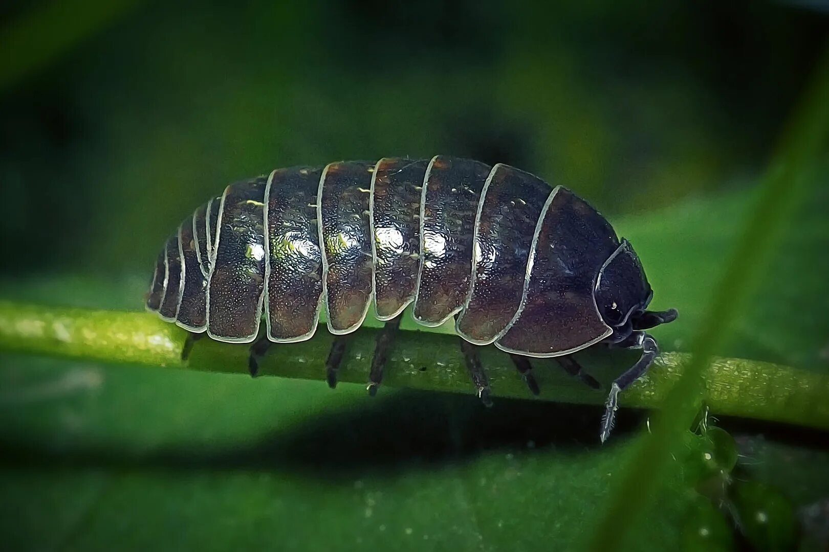 Мокрицы вред для человека. Мокрицы Armadillidium vulgare. Жук мокрица броненосец. Мокрица-броненосец обыкновенная. Armadillidium vulgare - мокрица броненосец.