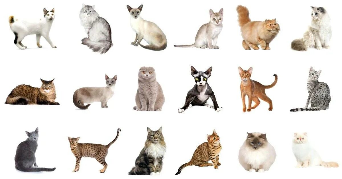Найти породу кошки. Разнообразие кошек. Породы кошек. Многообразие пород кошек. Иллюстрация разные породы кошек.