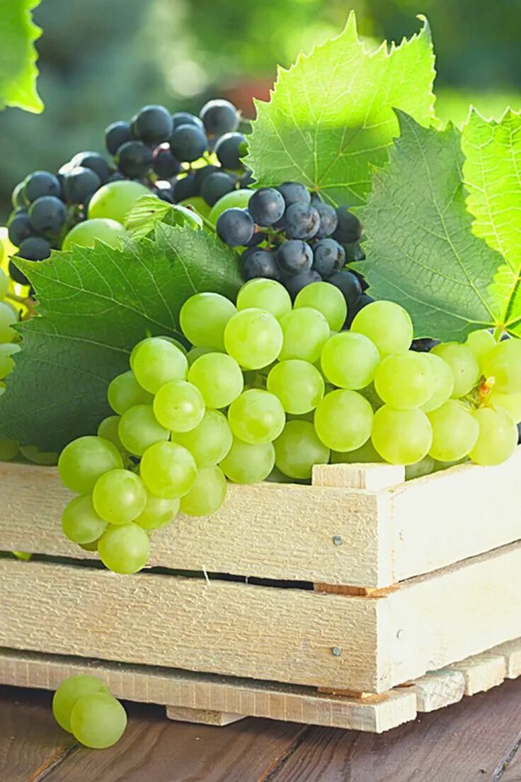Применения винограда. Виноград для диабетиков. Нитроаммофоска для винограда. Ешьте виноград.