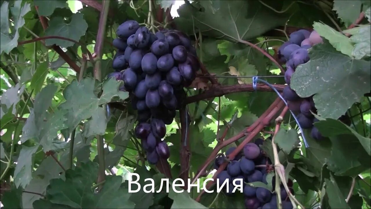 Виноград сорт Дубовский красный: характеристики и фото Эко-фокус Фотогалерея при