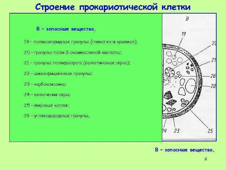 Запасное вещество в клетках человека. Запасные вещества клетки. Органоиды движения клеточные включения функции строение и рисунок. Запасные питательные вещества клетки. Включения клетки строение и функции.
