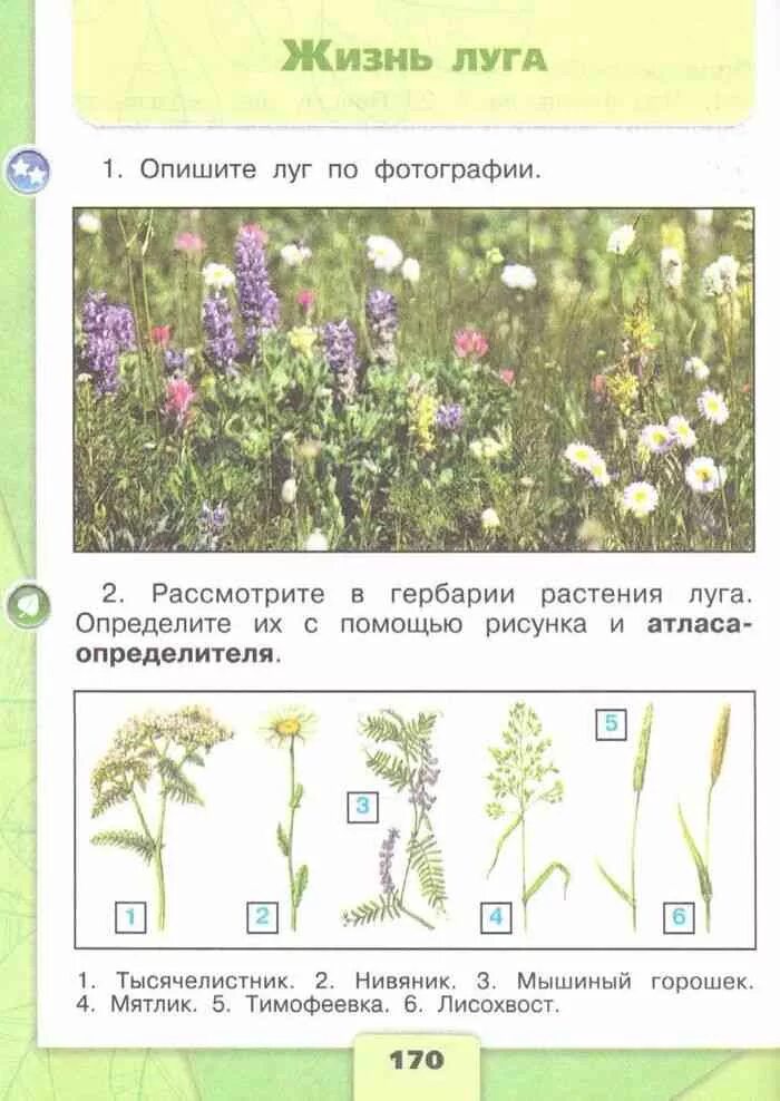 Проверочная работа по растительному сообществу. Луговые травы 4 класс Плешаков. Луг окружающий мир 1 класс. Жизнь Луга. Природное сообщество луг задания.