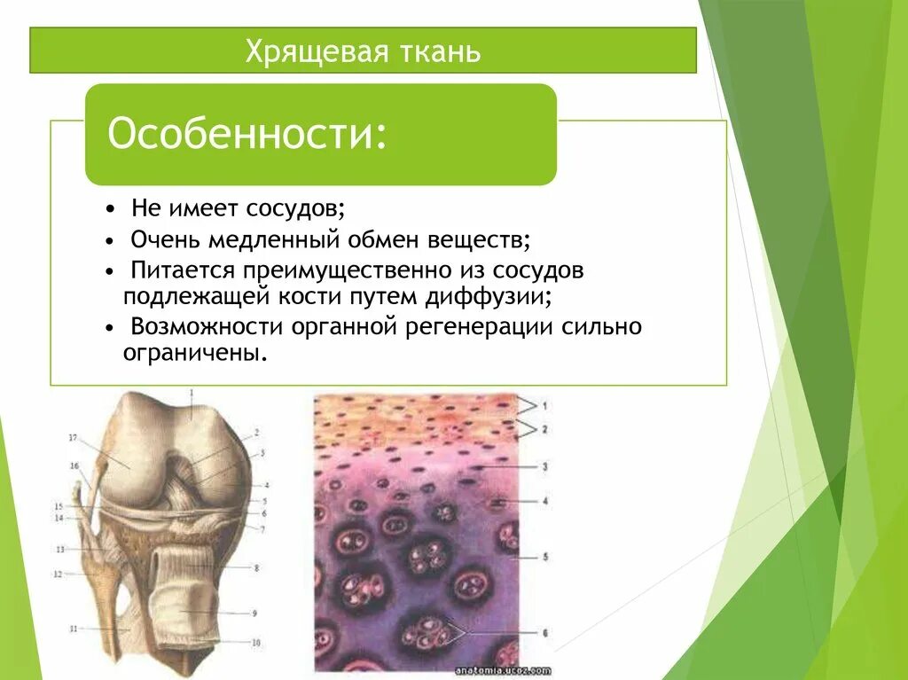 Хрящевая ткань. Хрящевая ткань презентация. Хрящевая опорная ткань. Особенности хрящевой ткани.