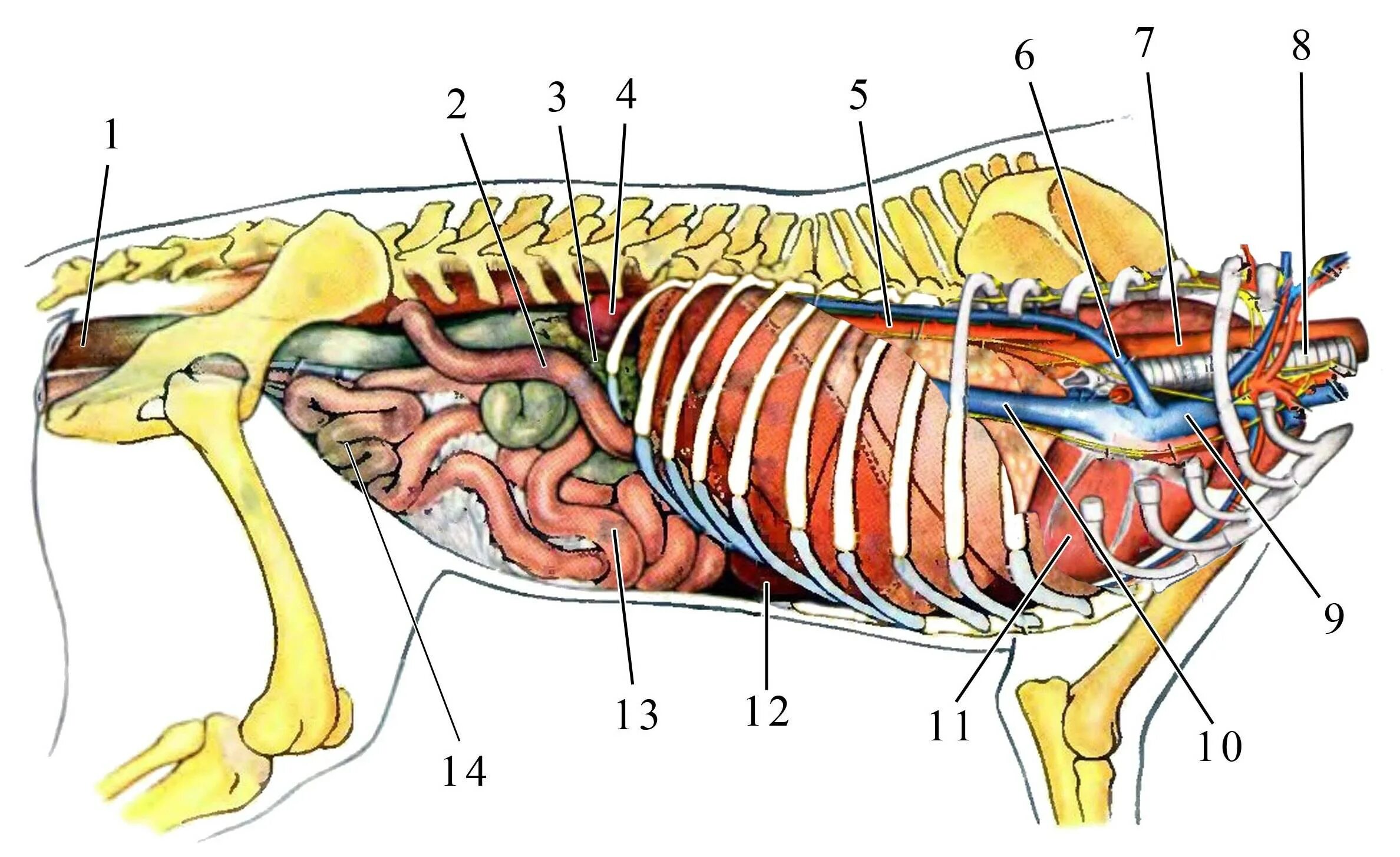 Строение органов кота брюшная полость. Анатомия собаки органы брюшной полости. Топографическая анатомия органов брюшной полости у кошек. Топография внутренних органов собаки. Брюшная и грудная полость тела