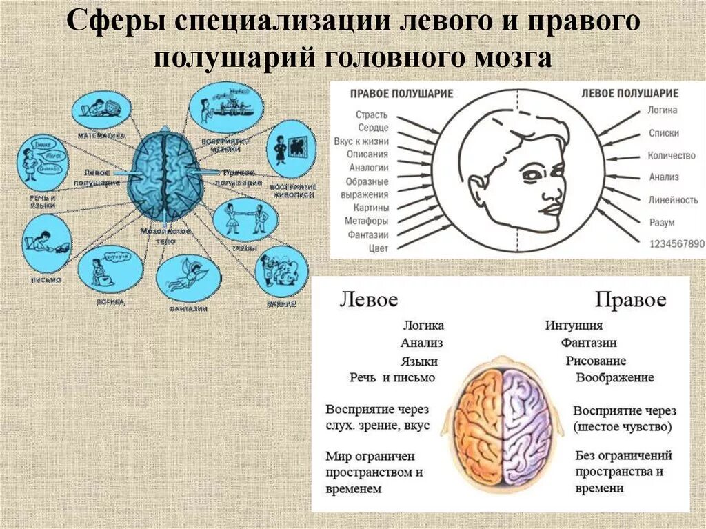 Функции полушарий мозга кратко