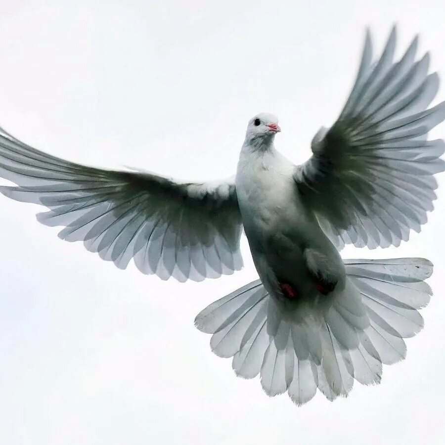 Fly pigeon