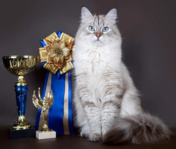 Кот выиграл