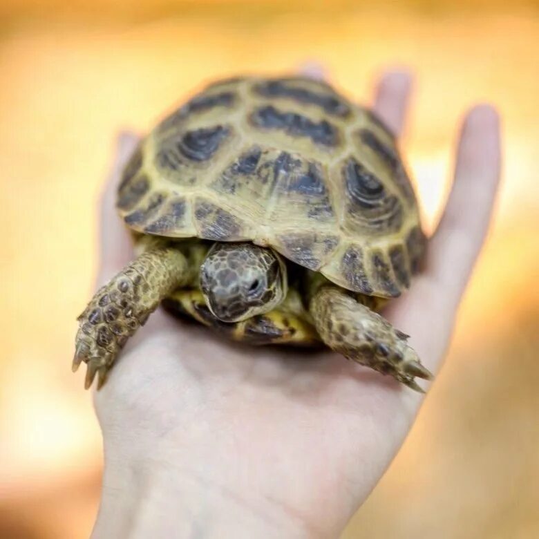 Зоомагазины черепах. Среднеазиатская черепаха. Новорожденная Среднеазиатская черепаха. Сухая черепаха. Черепахи в зоомагазине.
