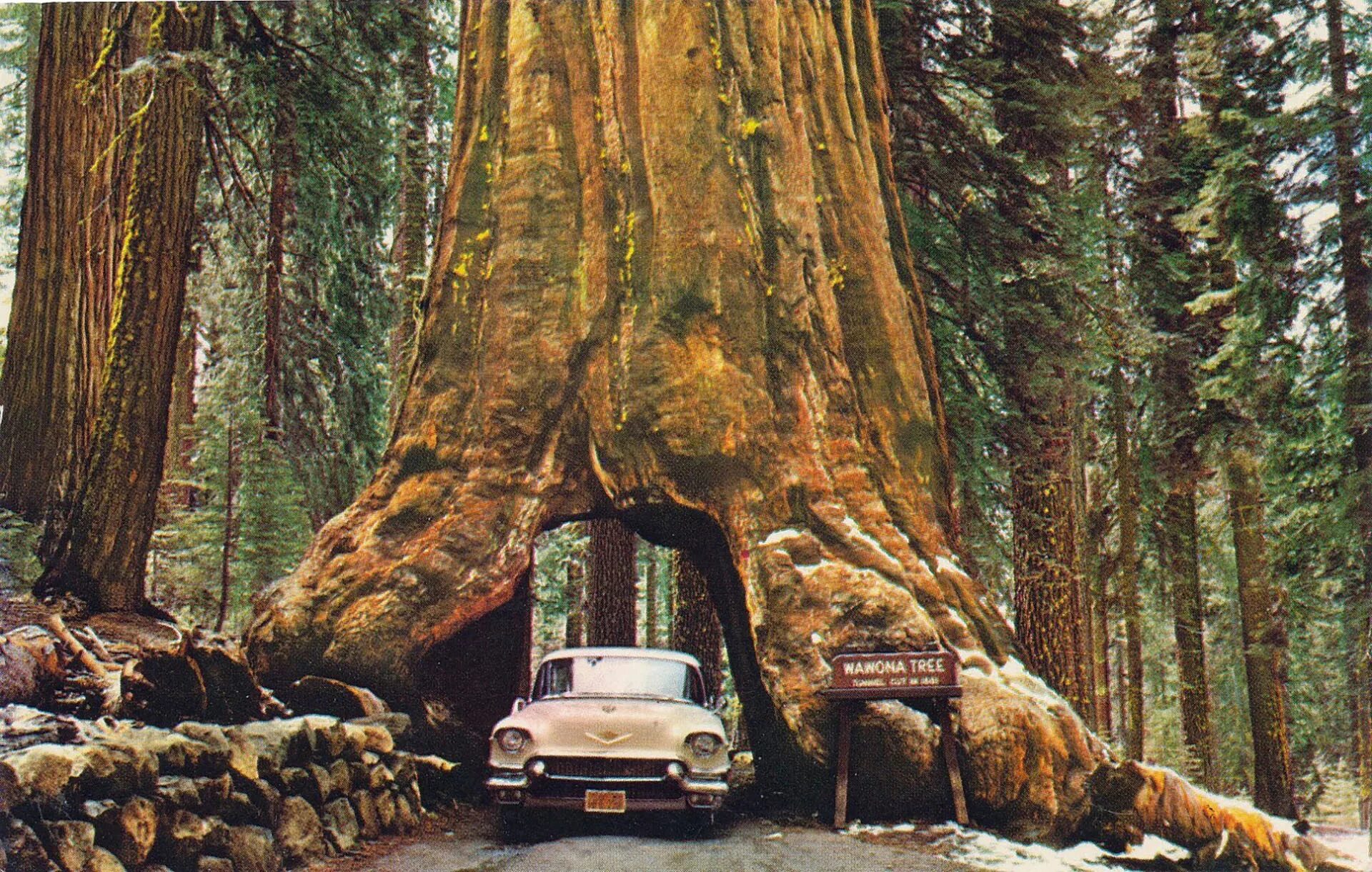 Огромные стволы деревьев. Национальный парк Секвойя Калифорния. Парк Секвойя Калифорния туннель. Йосемитский национальный парк секвойи. Секвойя парк США.