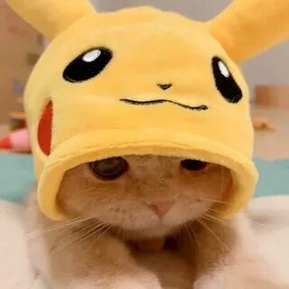 Котик пикачу