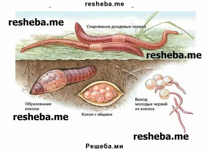 Дождевой червь прямое развитие