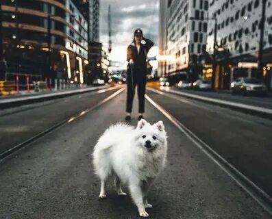 City dog