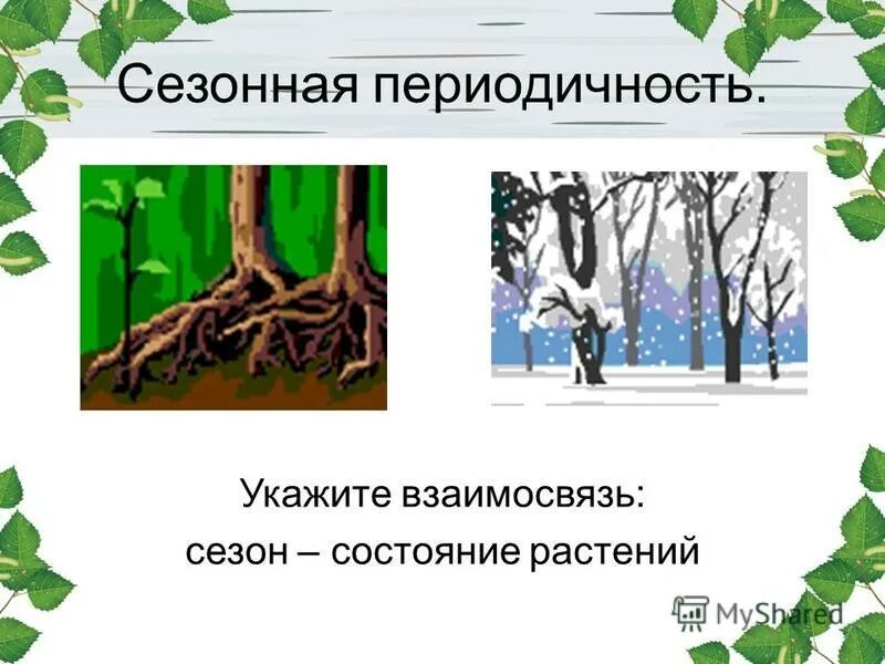 Сезонные ритмы в жизни растений. Периодичность в жизни растений. Зависимость роста и развития растений от условий окружающей среды. Зависимость роста растения от условий среды. Сезонная периодичность у растений.