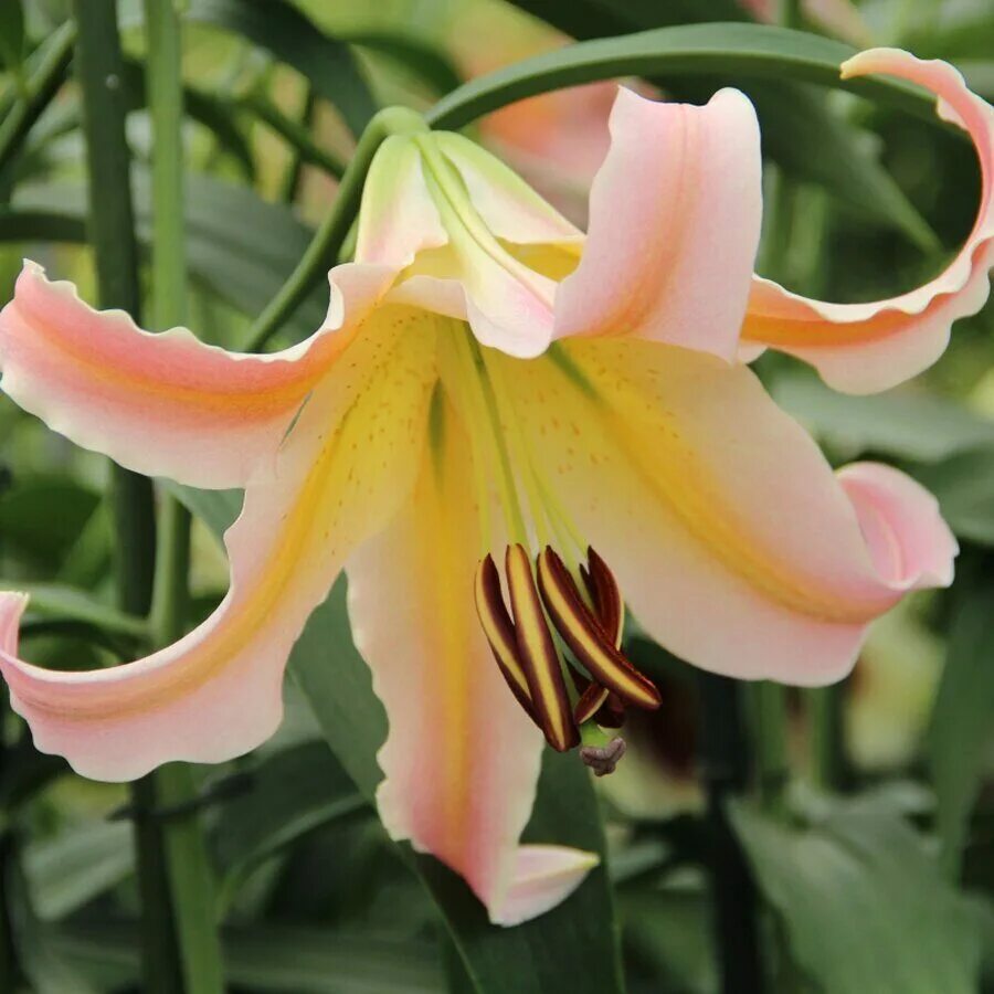 лилия от-гибрид седона (lilium ot-hybrid sedona). лилия авито волгоград. луковицы лилии королевские. лилия от-гибрид ормея. лилии недорого луковицы.
