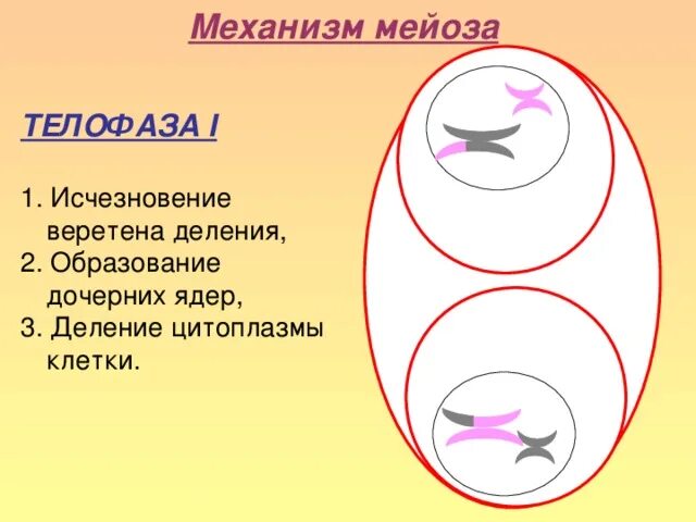 Телофаза мейоза 1 и 2. Мейоз 2 телофаза 2. Телофаза мейоза 1. Телофаза 1 рисунок.