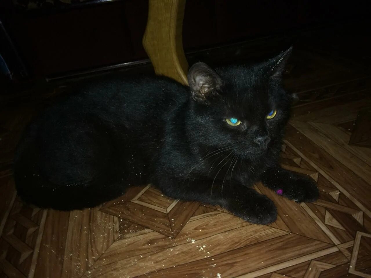 Ищу черного котенка. Найденные кошки спб и ленобласти. Черные кошки спб. Черные кошки спб. Кто потерял черного кота.