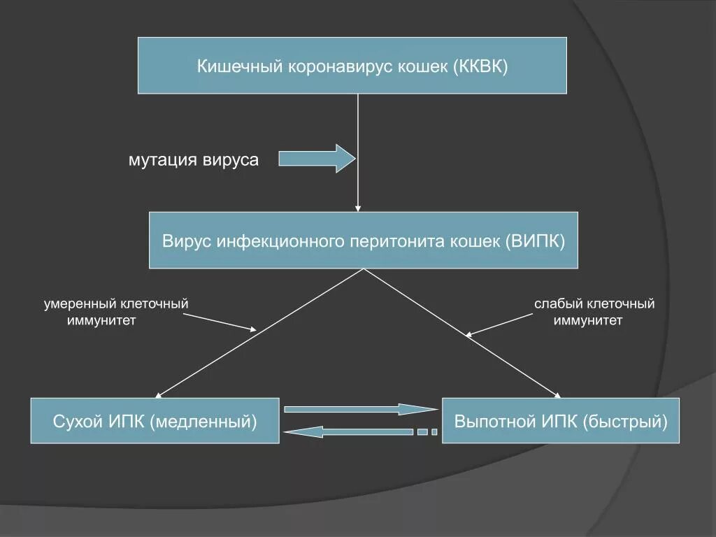 Кишечный коронавирус. Кишечная форма коронавируса. Коронавирус кошек энтеральный. Вирус инфекционного перитонита кошек. Как передается коронавирус