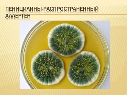 Пеницилл и бактерии