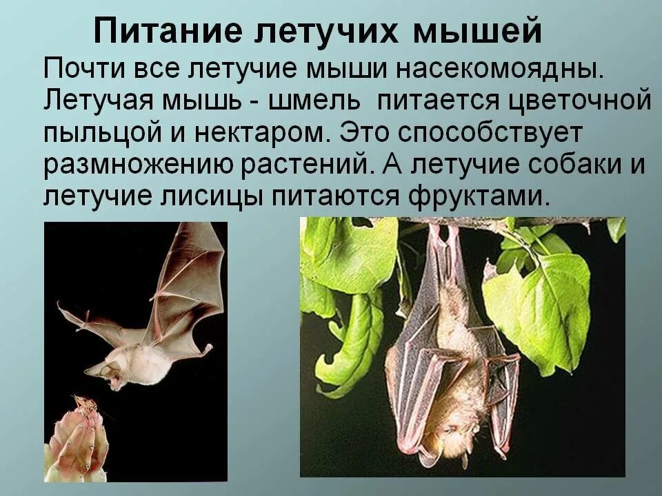 Какой тип сенсорной системы используют летучие мыши