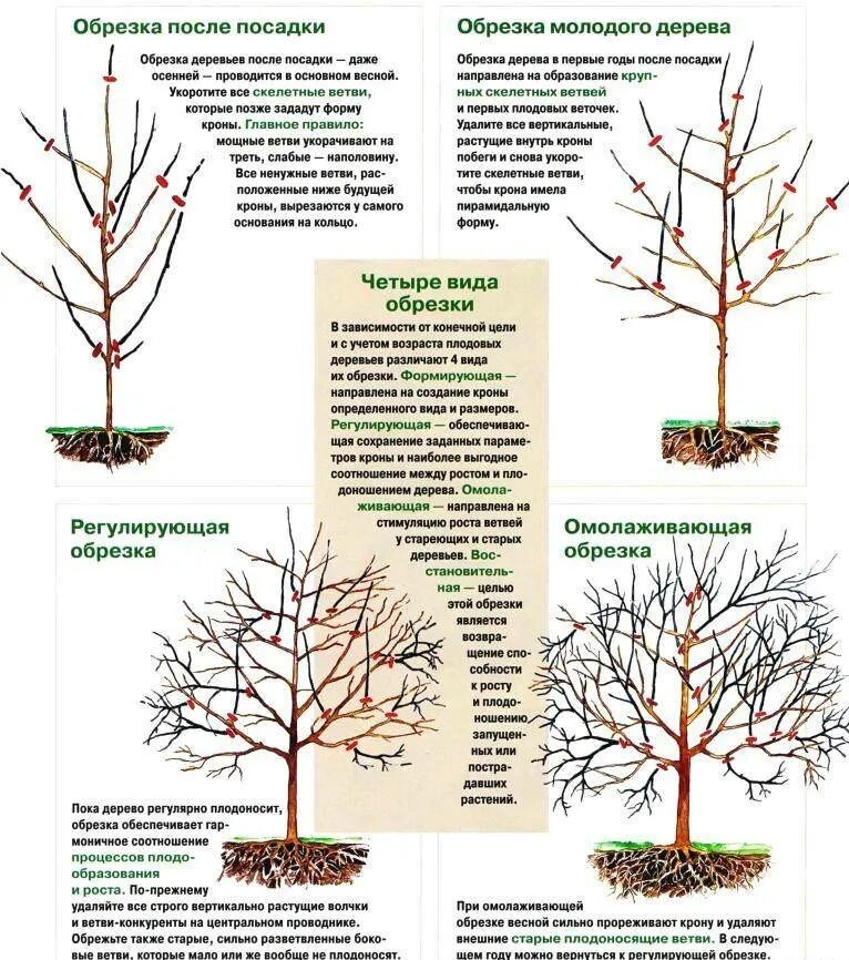 Уход за плодовое. Схема обрезки плодовых деревьев осенью. Обрезка плодовых деревьев яблонь. Схема обрезки плодовых деревьев весной. Правильная обрезка плодовых деревьев весной.