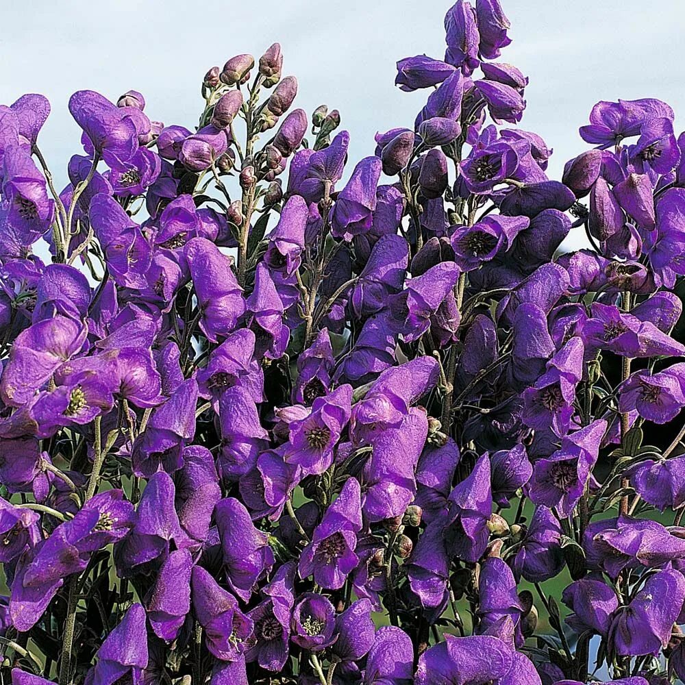 Аконит ядовитое растение. Аконит (борец). Аконит растение. Ядовитый цветок с фиолетовыми цветами. Аконит клобучковый.