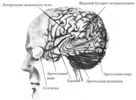 Верхний бугорок