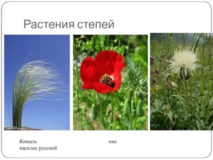 Растения степей северной америки