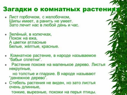 Загадки про комнатные растения для детей