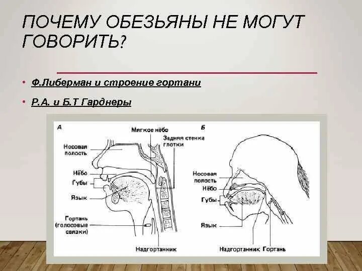 Строение речевого аппарата таблица. Гортань человека и обезьяны. строение глотки шимпанзе.